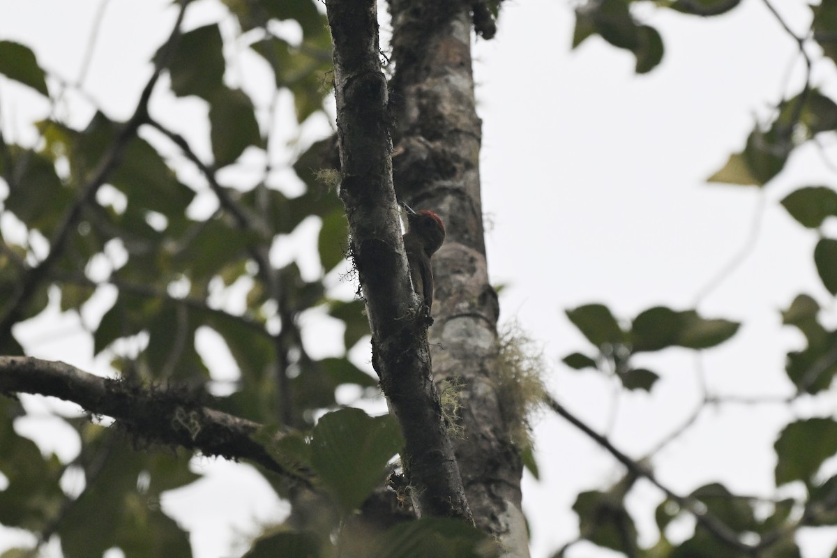 Дымчатый дятел - ML647492935