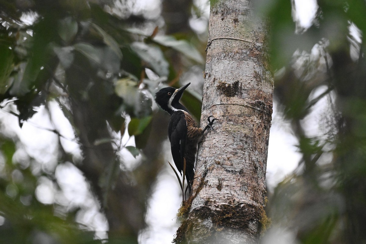 Рыжеполосый дятел - ML647492940