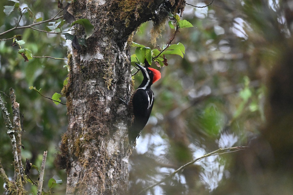 Рыжеполосый дятел - ML647492941