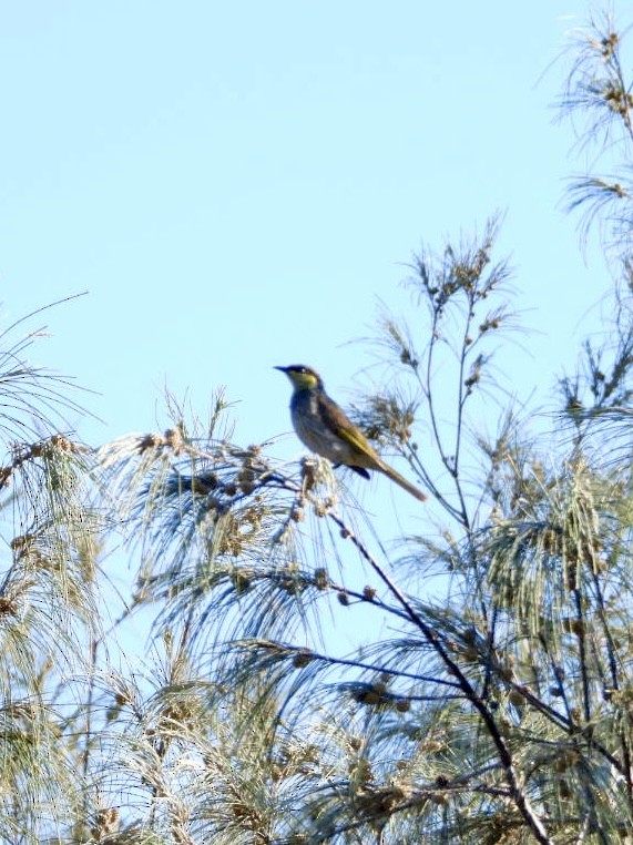 Желтогорлый медосос - ML647492943