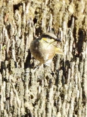 Желтогорлый медосос - ML647492944