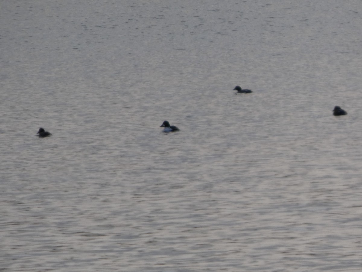 鵲鴨 - ML647492978