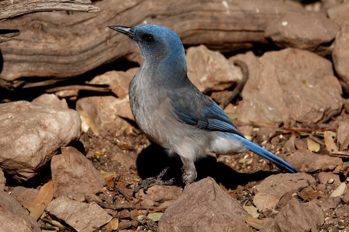 Mexican Jay - ML647492987