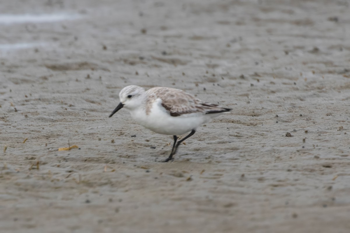 三趾濱鷸 - ML647492988