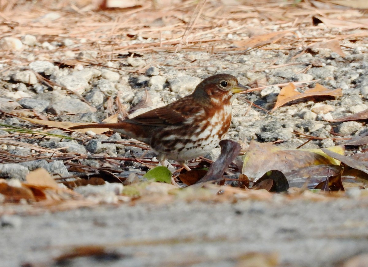 Fox Sparrow - ML647492989