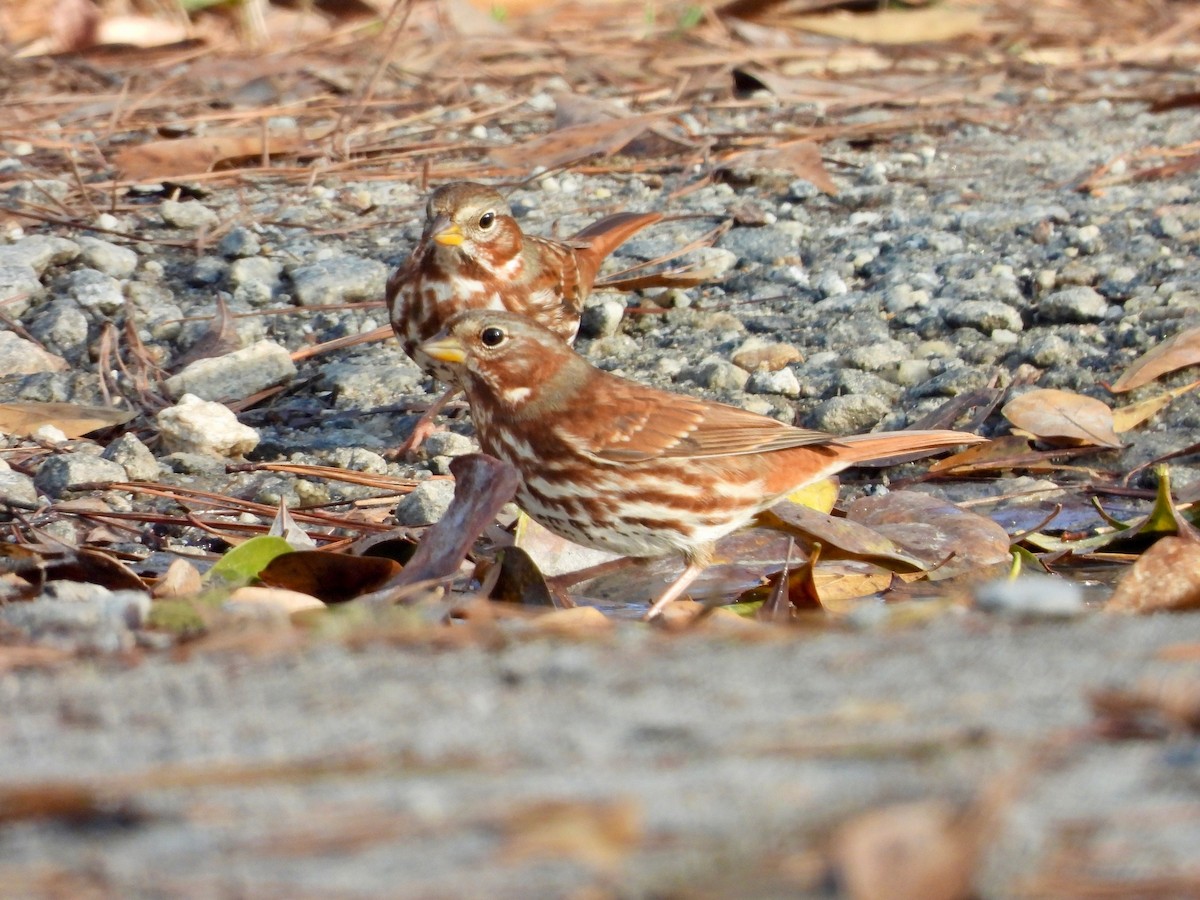 Fox Sparrow - ML647492990