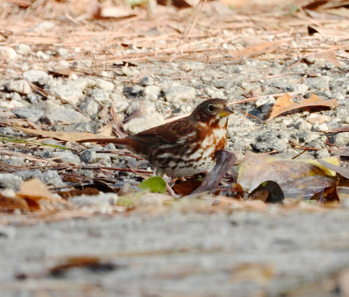 Fox Sparrow - ML647492991