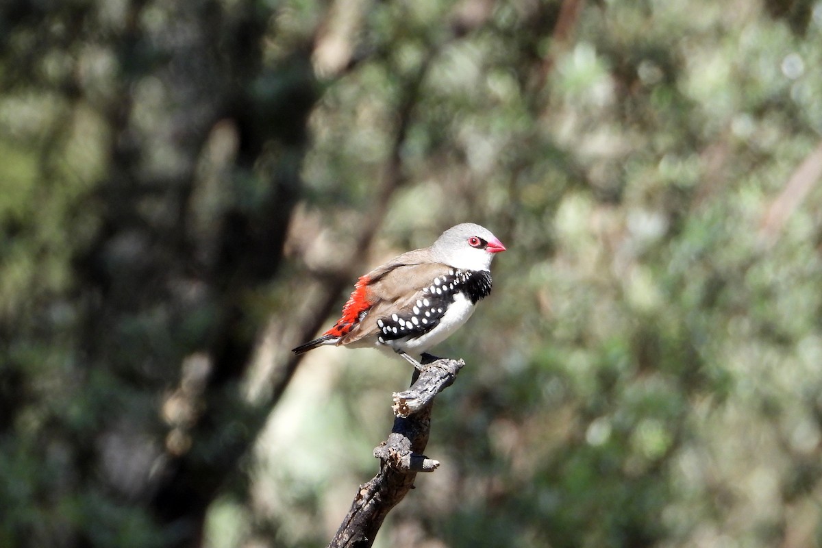 Diamond Firetail - ML647492992