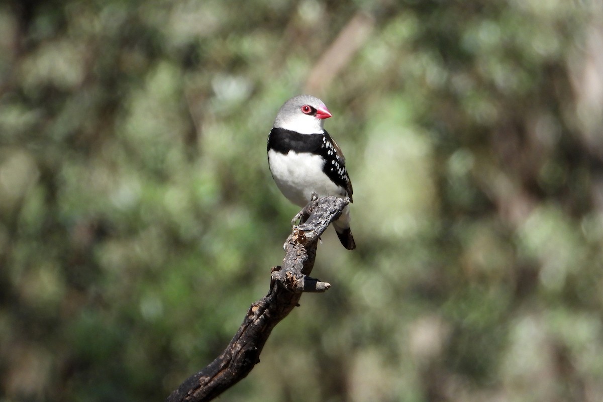 Diamond Firetail - ML647492993