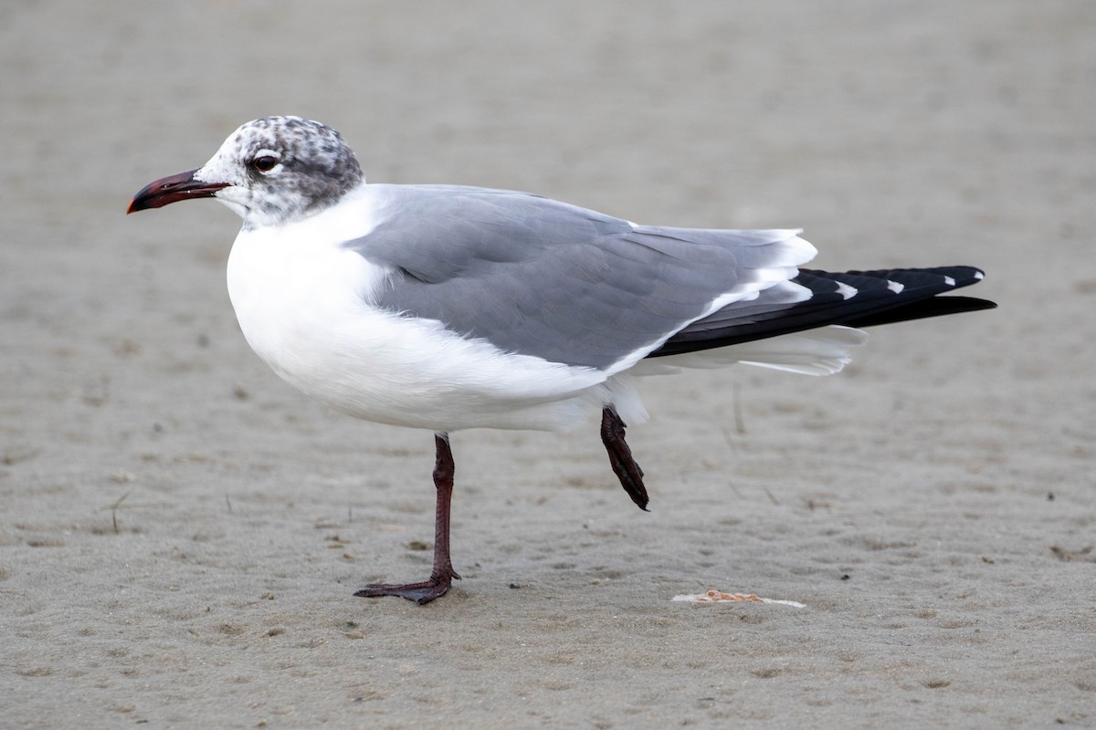 笑鷗 - ML647492994