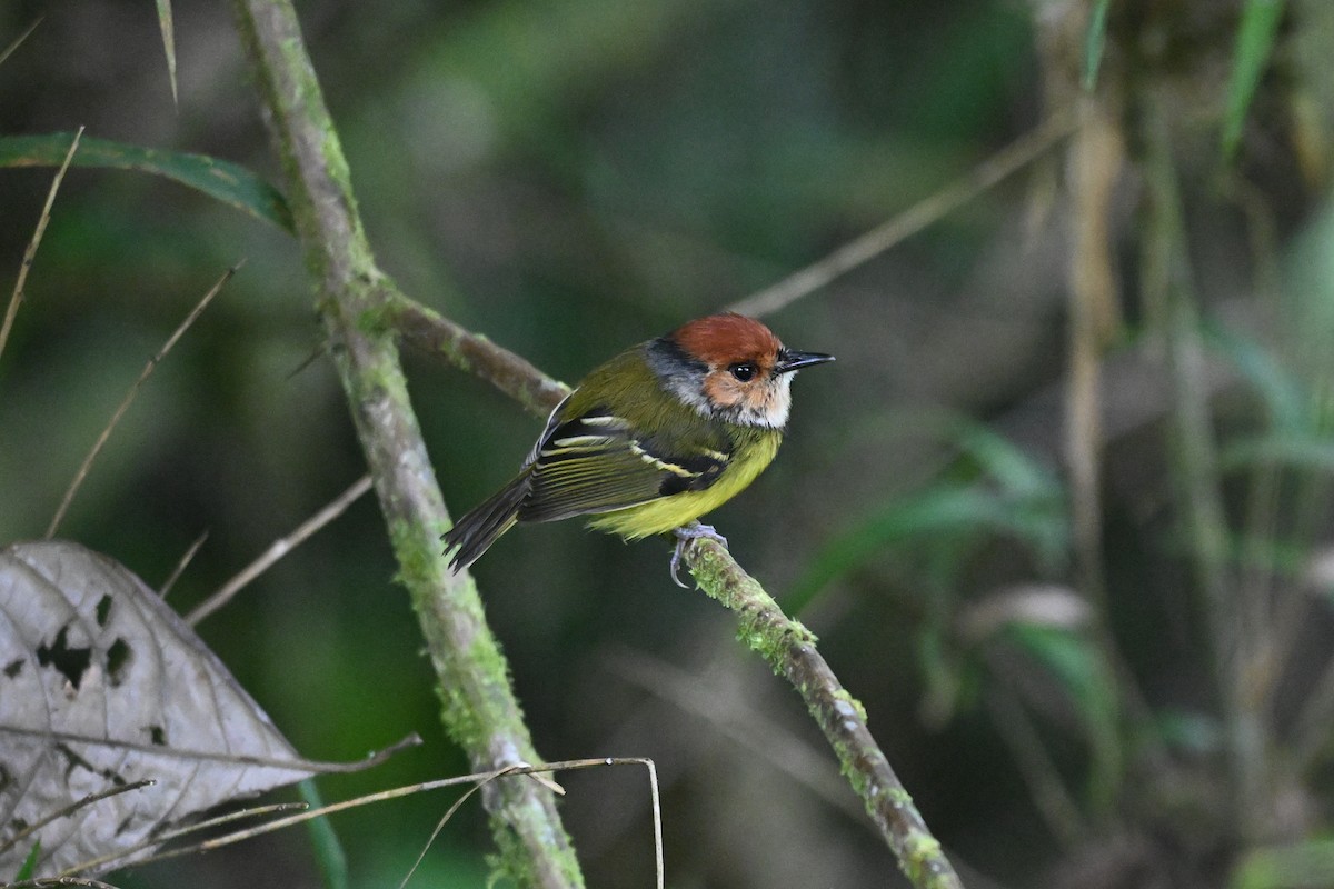 Rufous-crowned Tody-Flycatcher - ML647492995