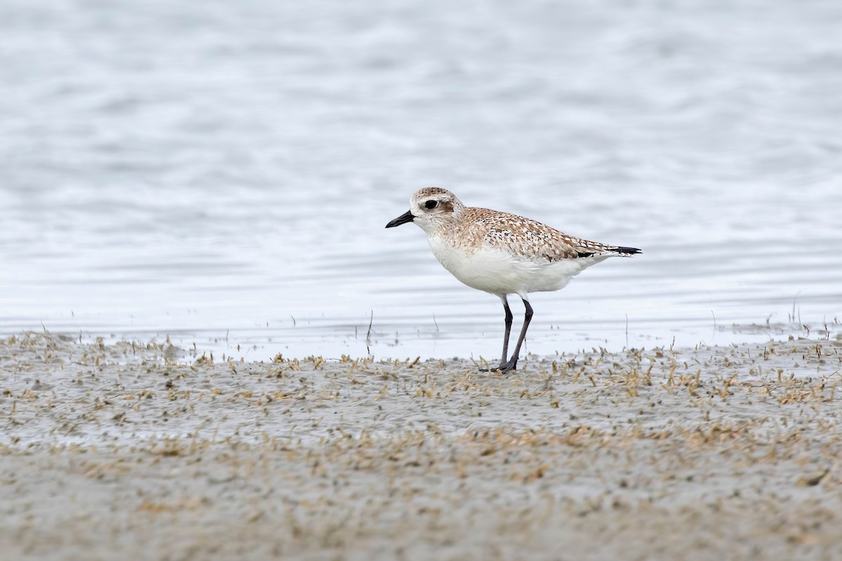 灰斑鴴 - ML647492996