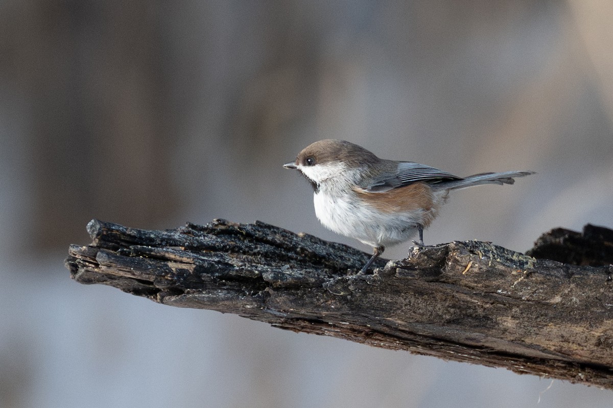 Boreal Chickadee - ML647492997