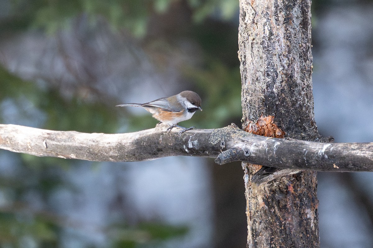 Boreal Chickadee - ML647492998
