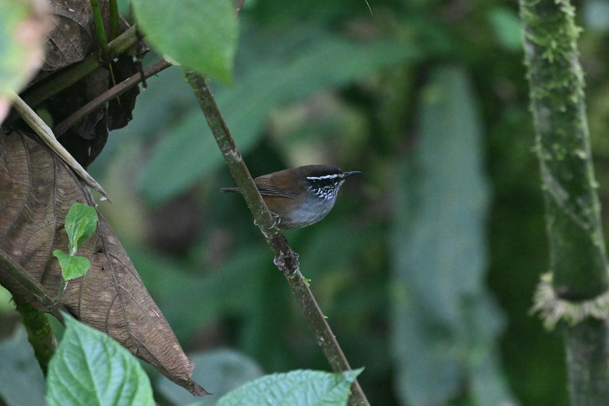 Gray-breasted Wood-Wren - ML647492999