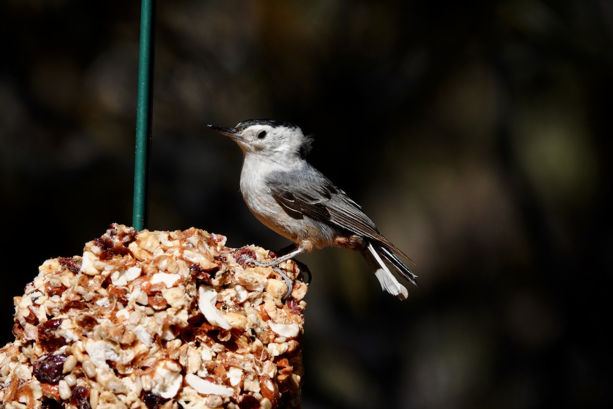 White-breasted Nuthatch - ML647493000
