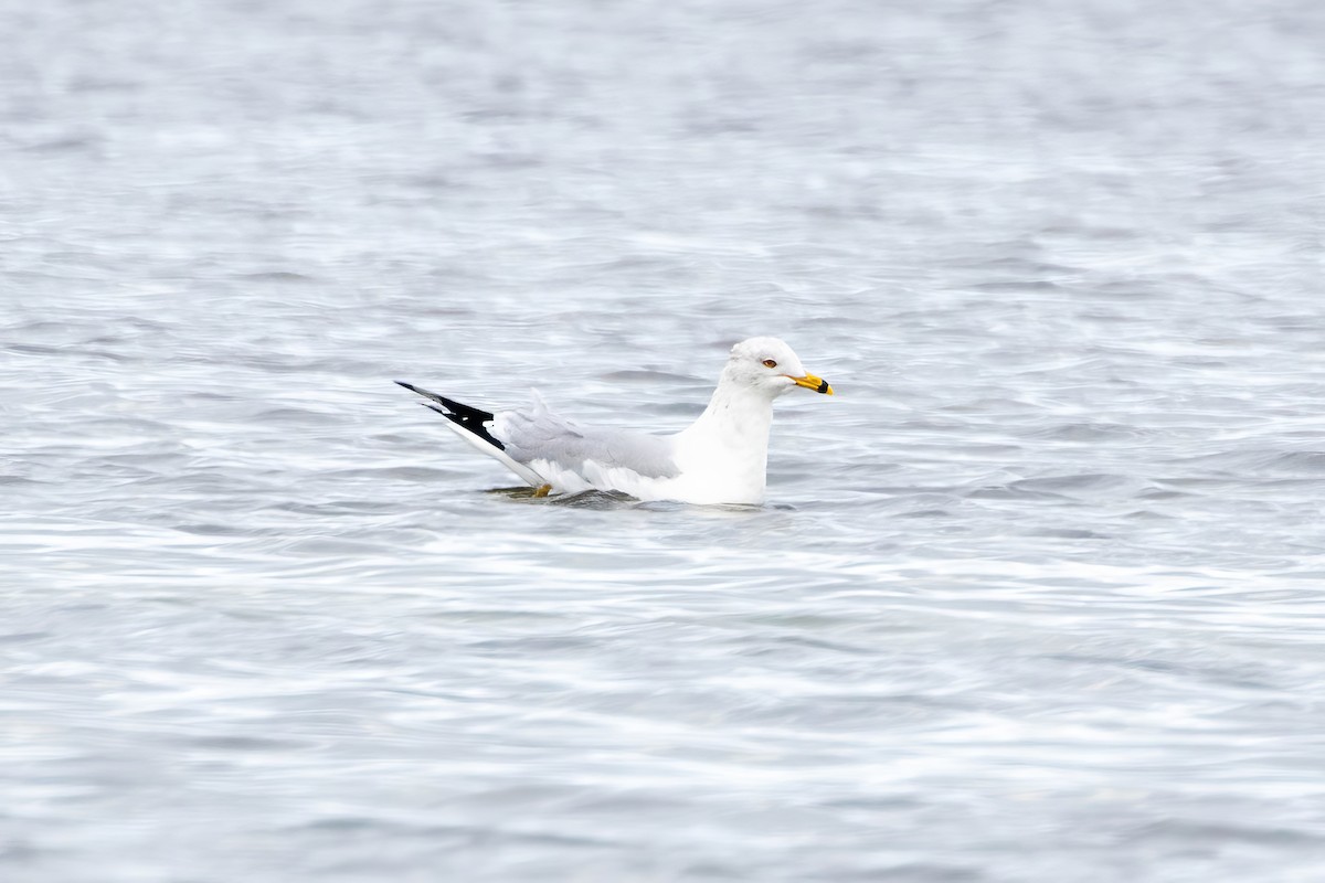 Ring-billed Gull - ML647493001