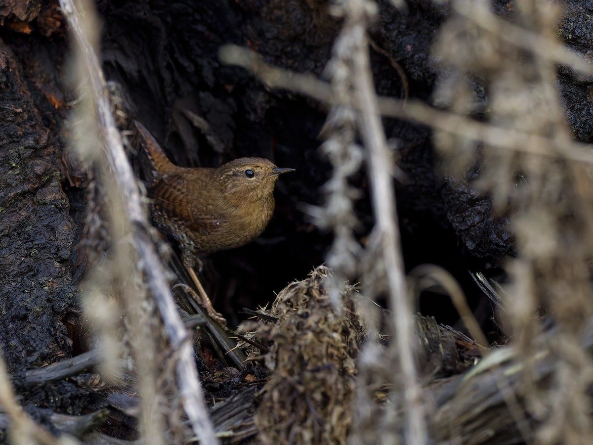 Pacific Wren - ML647493002