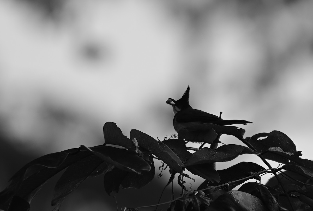 紅耳鵯 - ML647493003