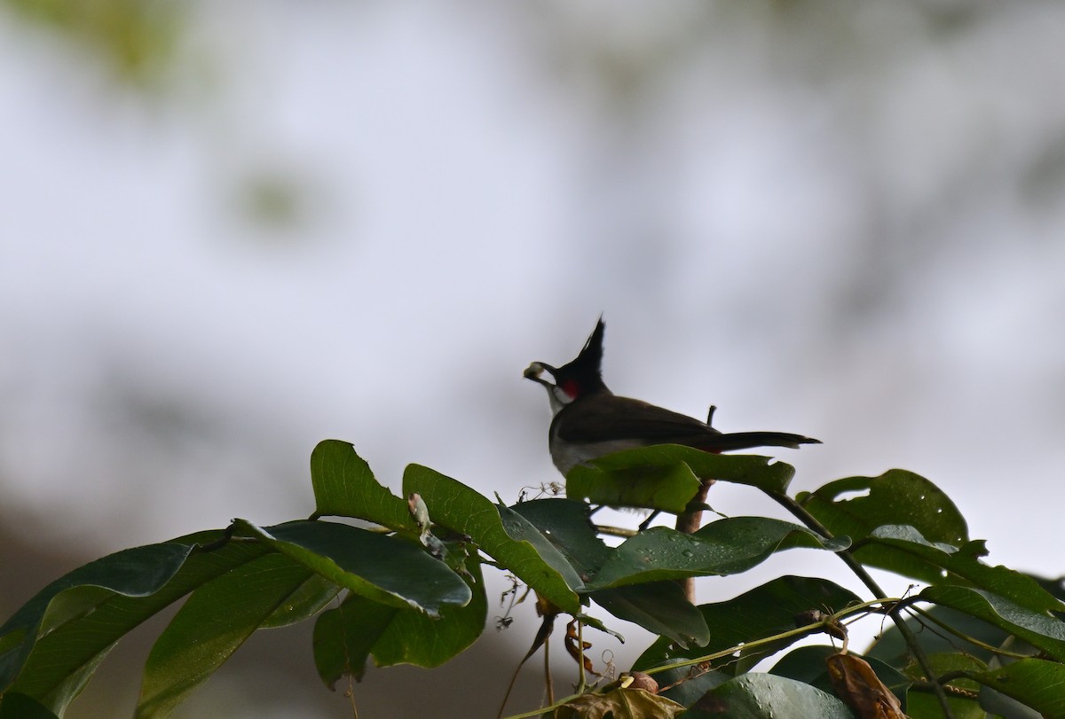 紅耳鵯 - ML647493004