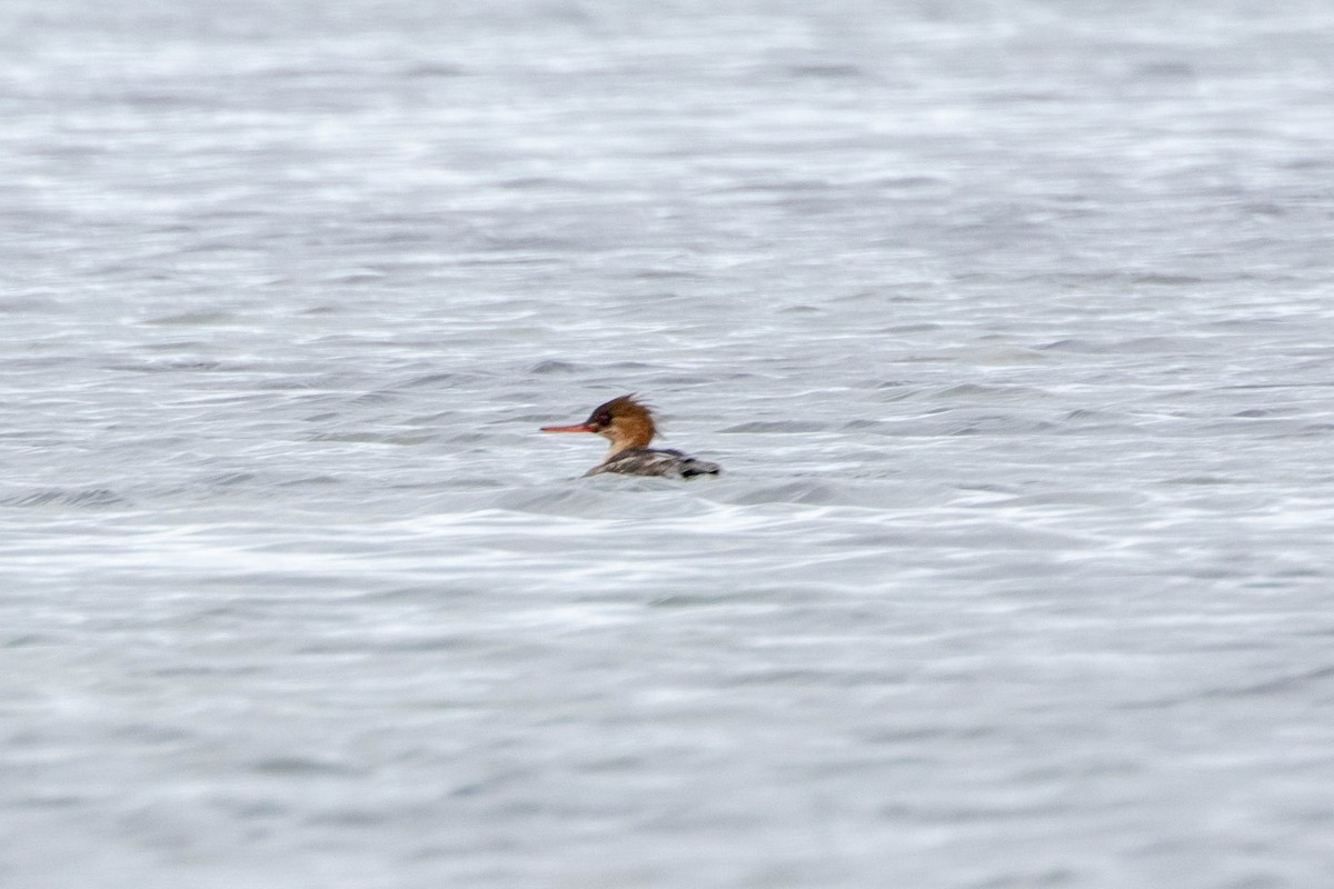 紅胸秋沙 - ML647493005