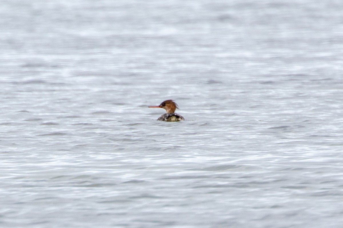 紅胸秋沙 - ML647493006