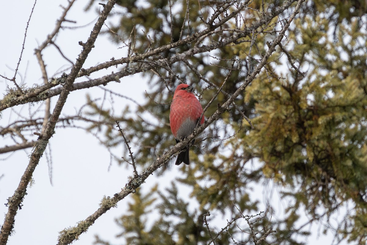 Pine Grosbeak - ML647493007