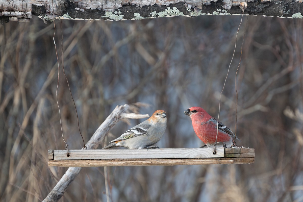 Pine Grosbeak - ML647493008