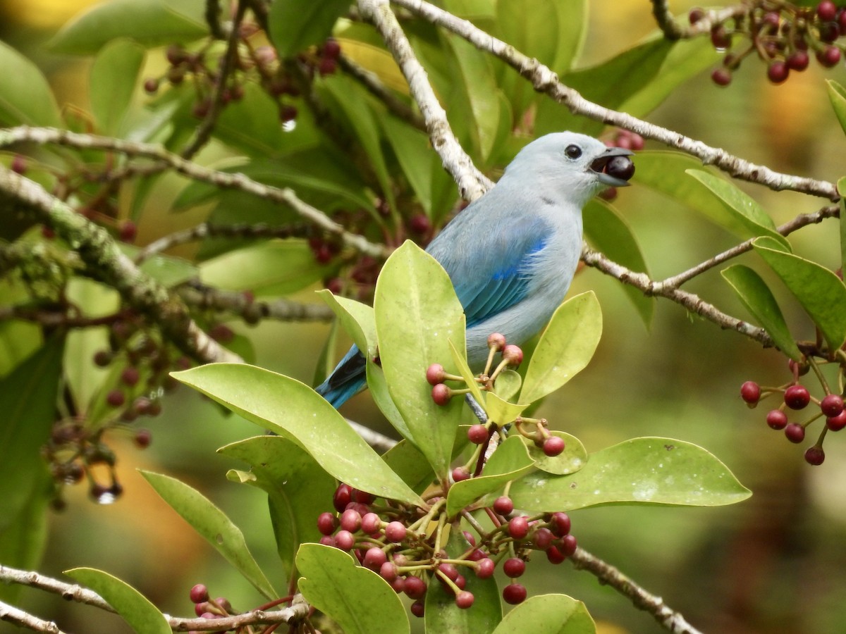 Blue-gray Tanager - ML647493009
