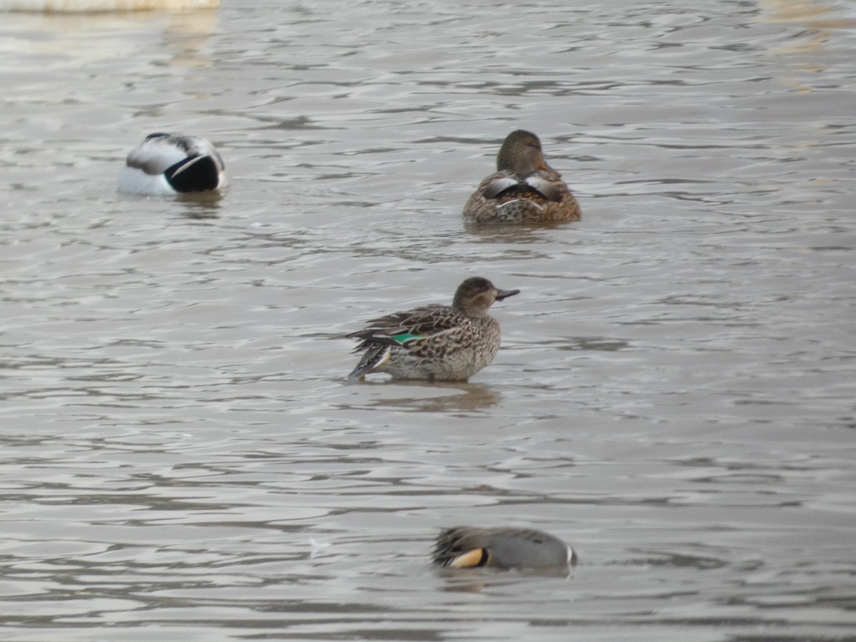 小水鴨 - ML647493010