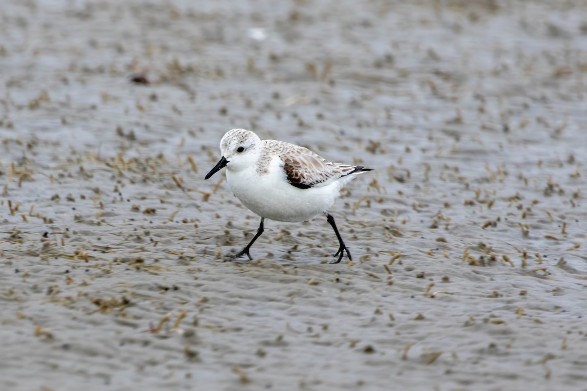 三趾濱鷸 - ML647493011