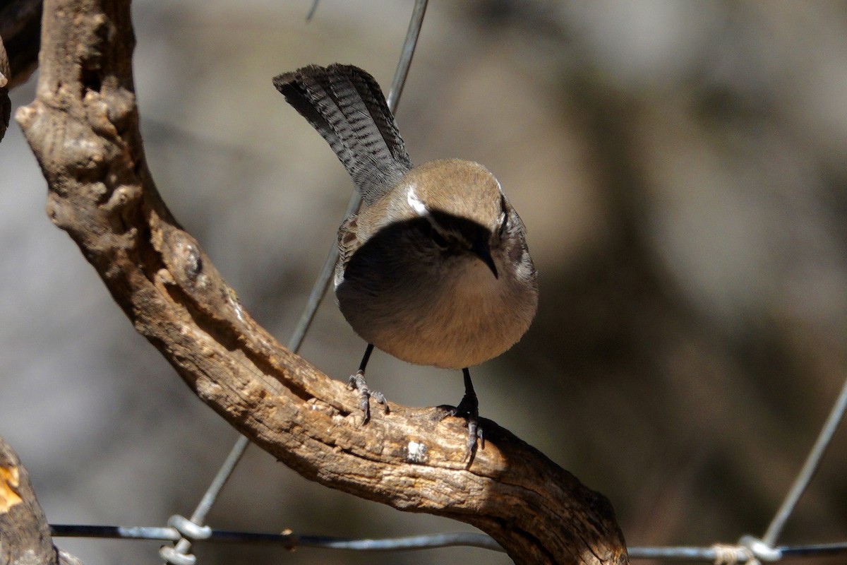 Bewick's Wren - ML647493012