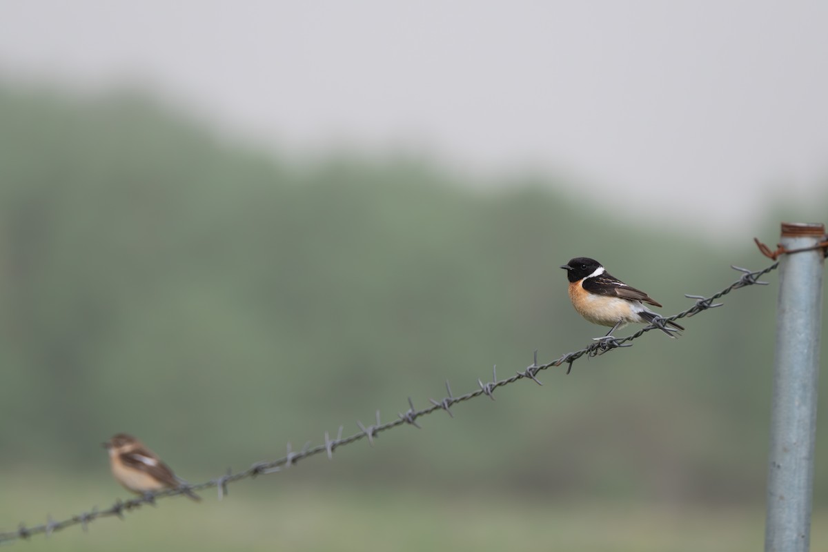 黑喉鴝 - ML647493013