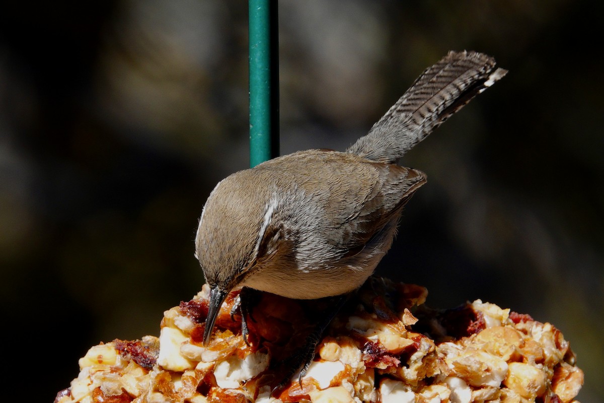 Bewick's Wren - ML647493014
