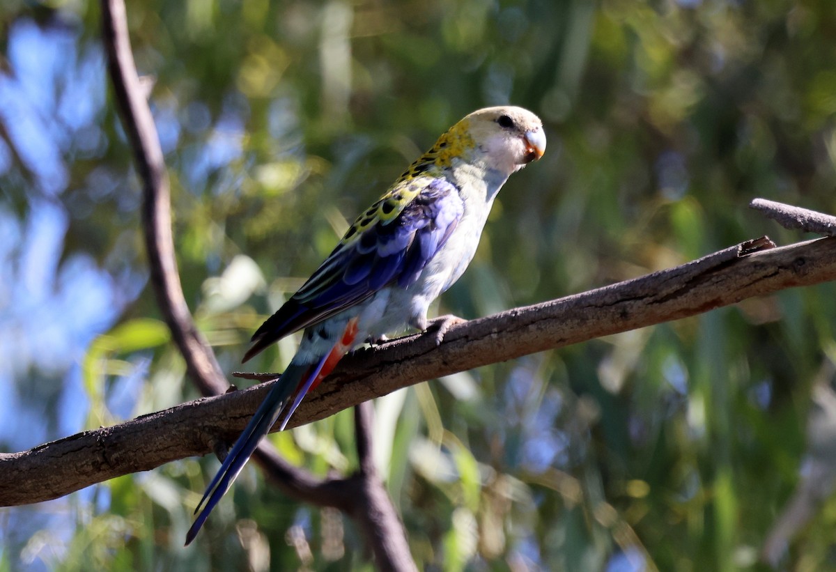 Pale-headed Rosella - ML647493015