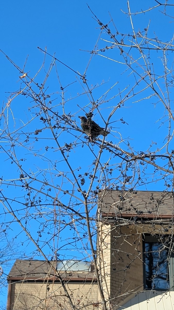 European Starling - ML647493024