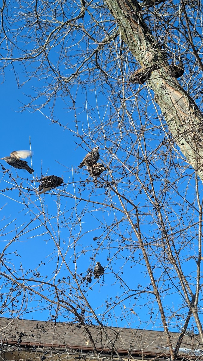 European Starling - ML647493025