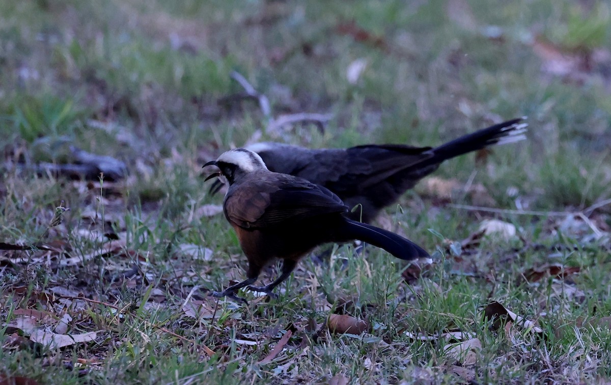 Grauscheitelsäbler - ML647493036