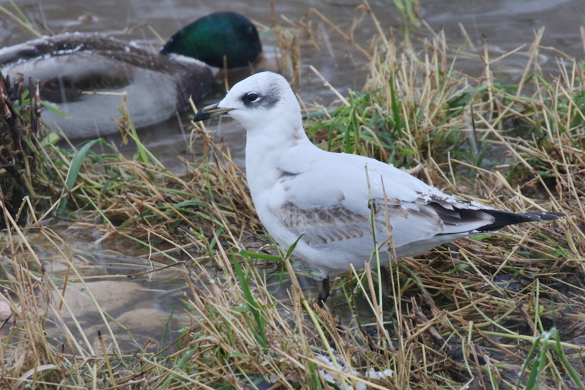 Mediterranean Gull - ML647493041