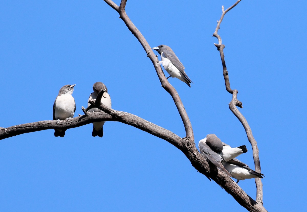 White-breasted Woodswallow - ML647493042