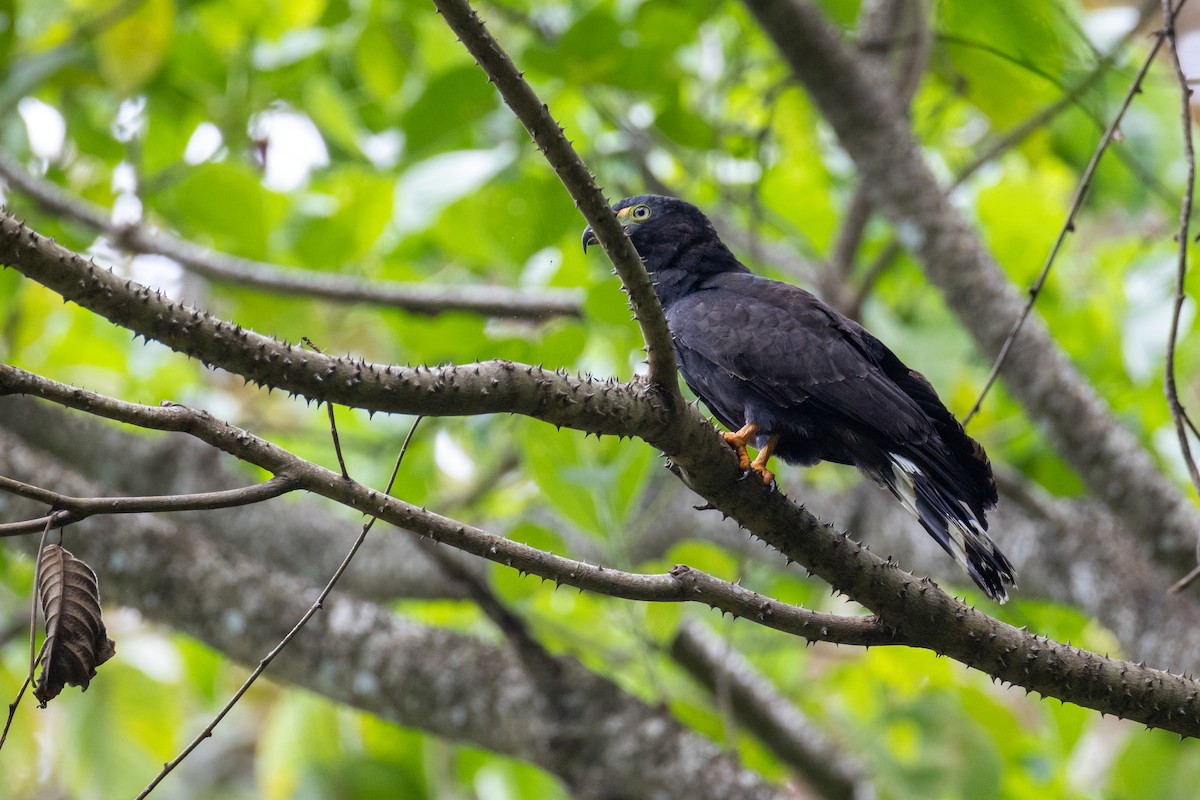 Hook-billed Kite - ML647493051