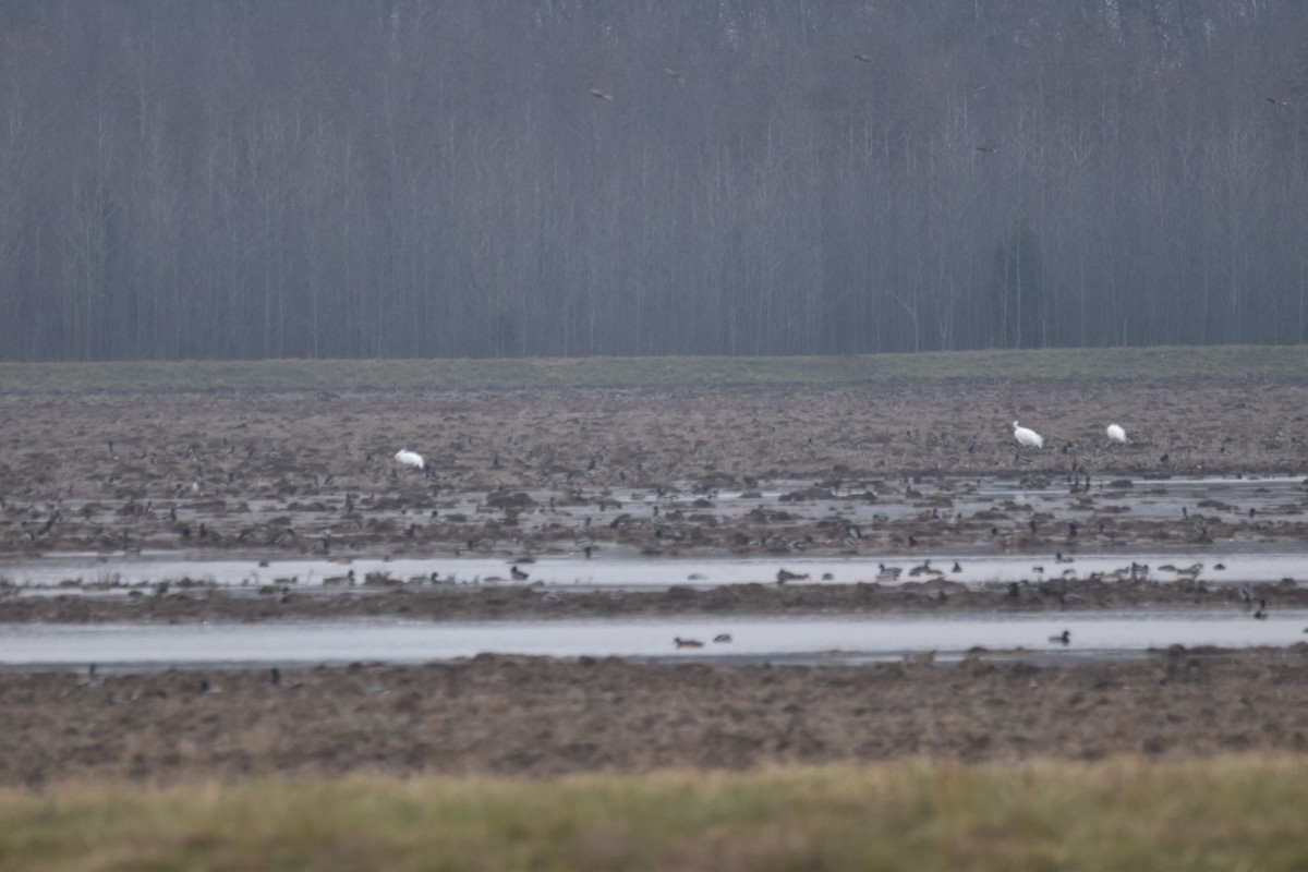 trompettrane - ML647493058