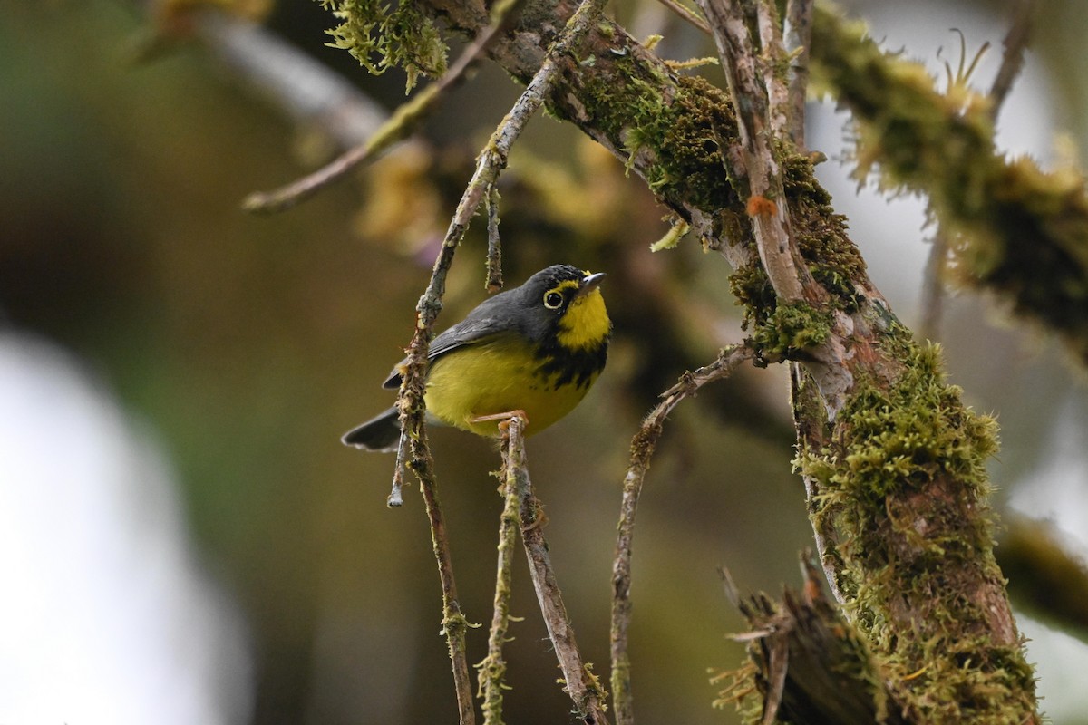 Reinita Canadiense - ML647493062