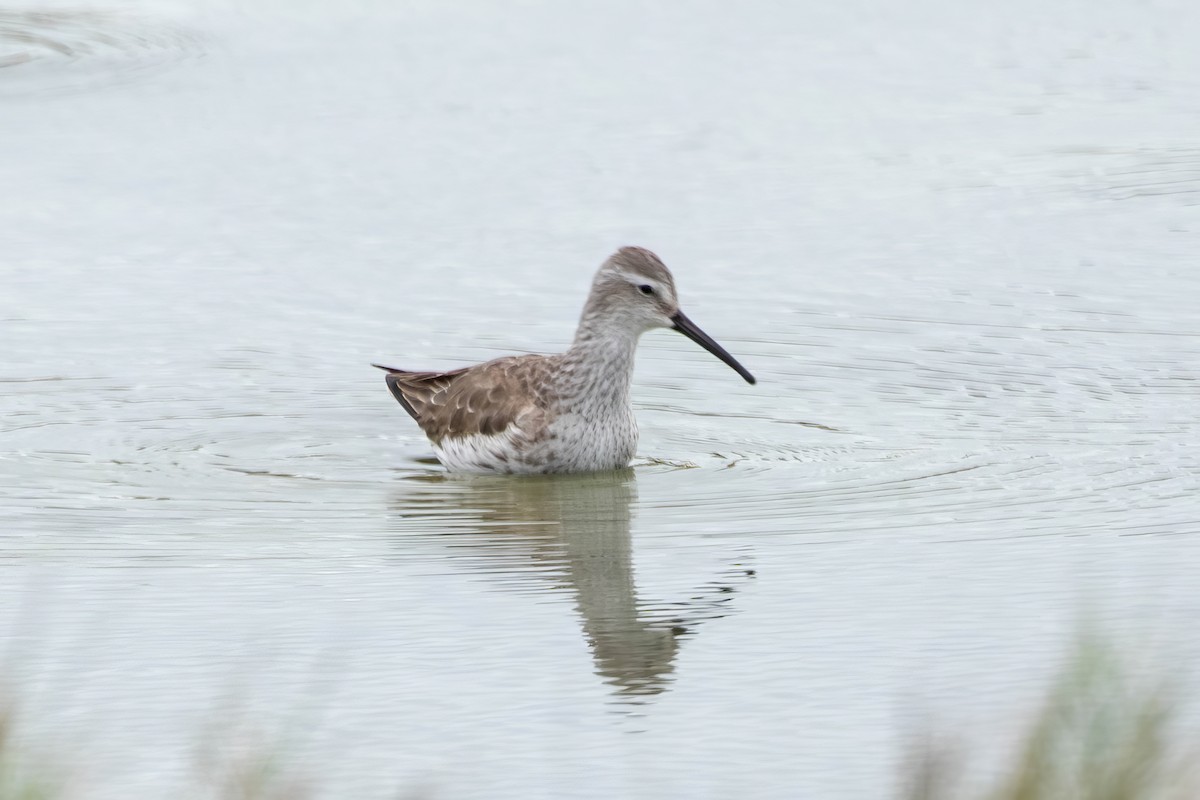 高蹺濱鷸 - ML647493075