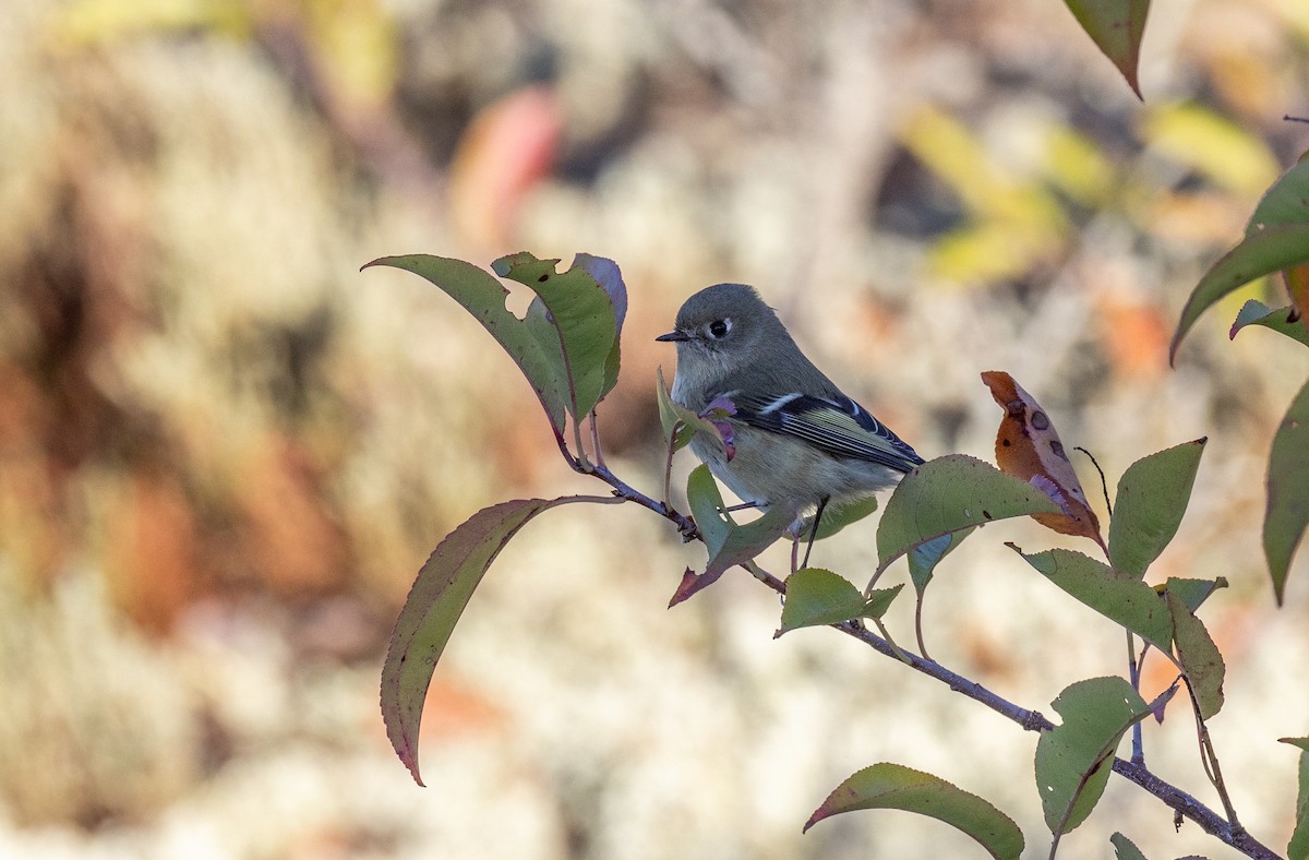 Ruby-crowned Kinglet - ML647493077
