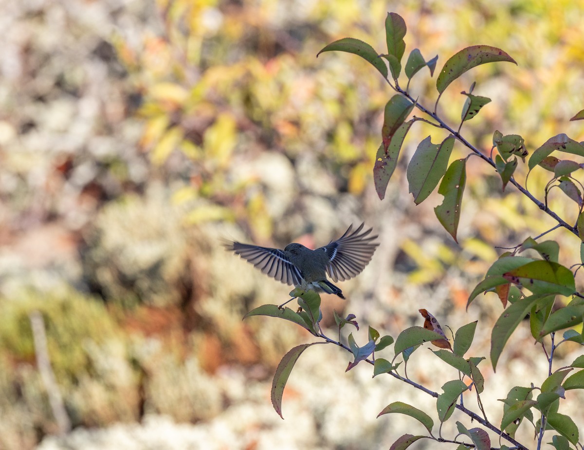 Ruby-crowned Kinglet - ML647493078