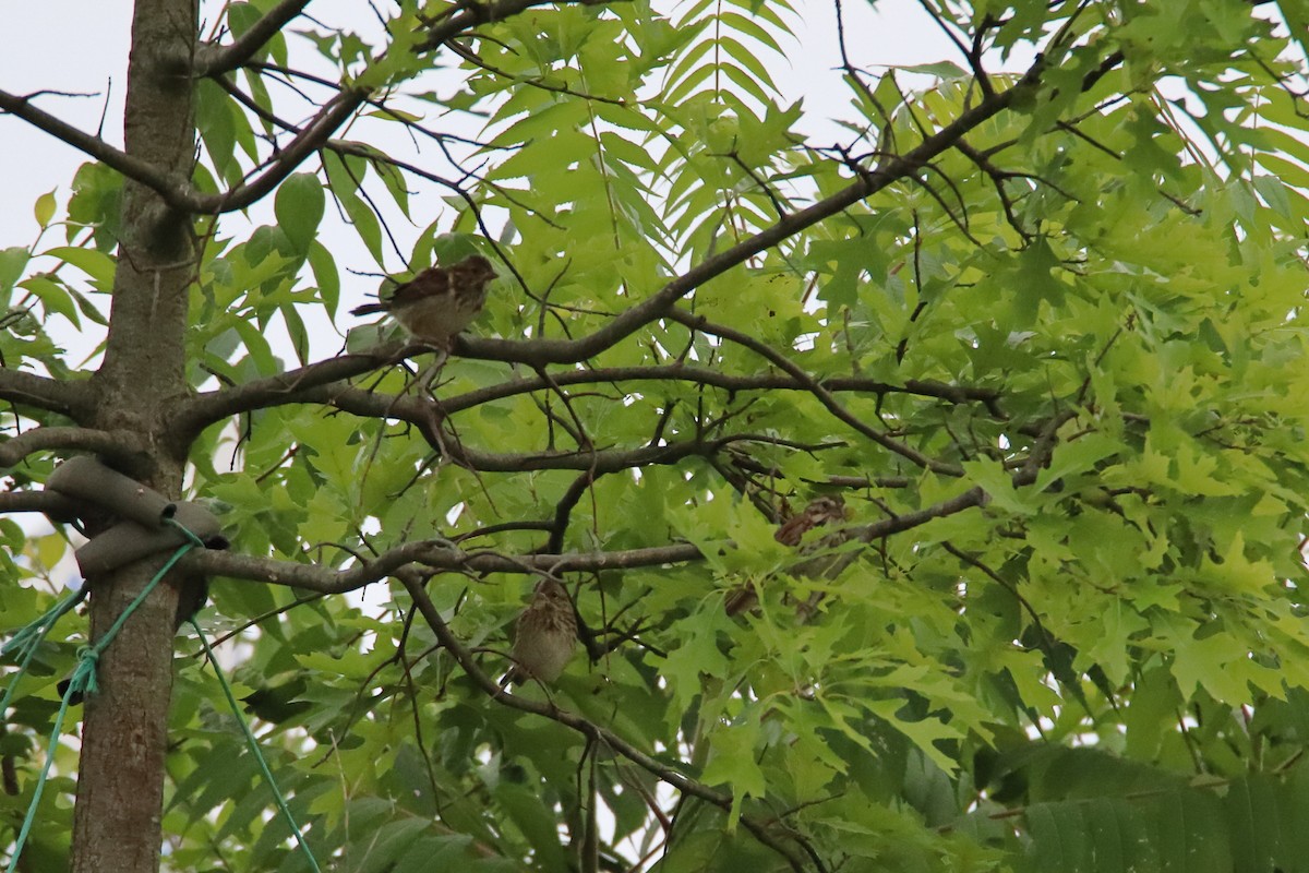 Song Sparrow - ML647493079