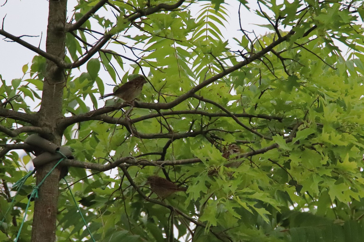 Song Sparrow - ML647493080
