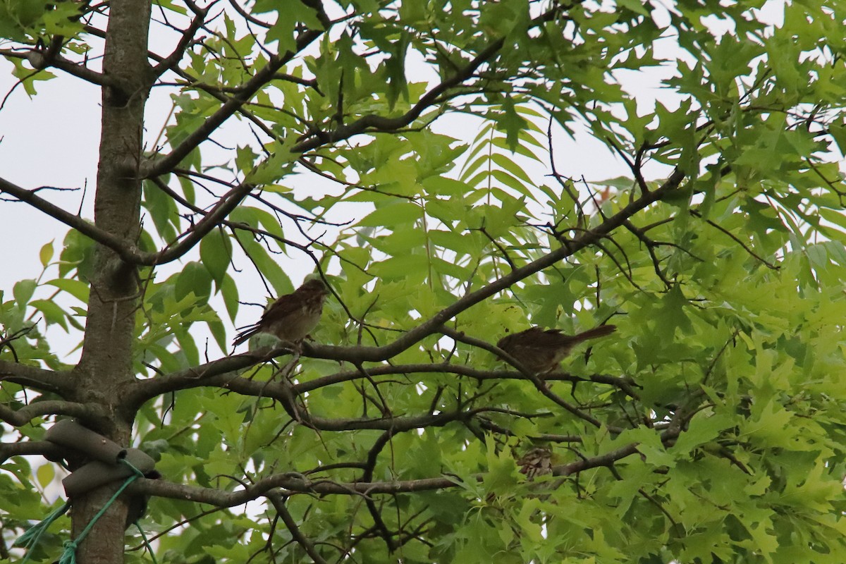 Song Sparrow - ML647493081