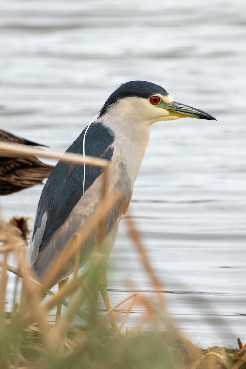 夜鷺 - ML647493082